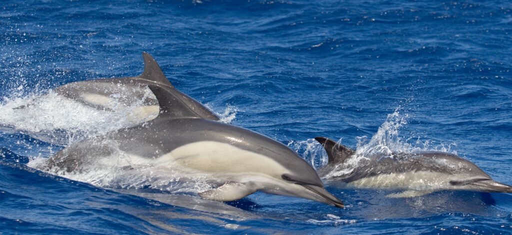 Dolphins seen during a Sea Trek nature watch trip from Marina del Rey