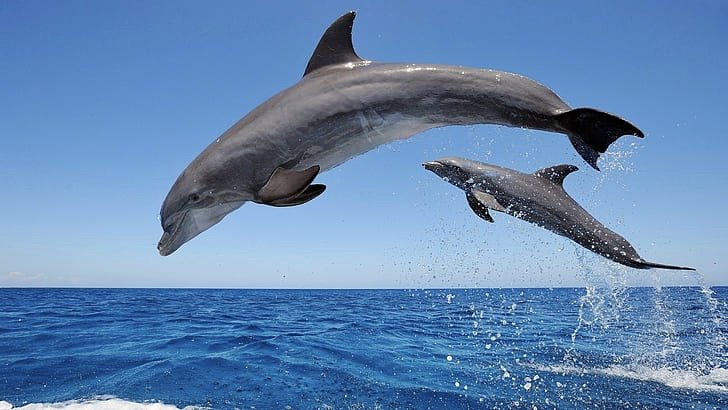 Two dolphins jumping from blue water during a nature watch cruise